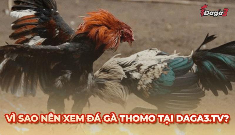 Vì sao nên chọn www.antonsteenbergen.nl để xem đá gà trực tiếp thomo